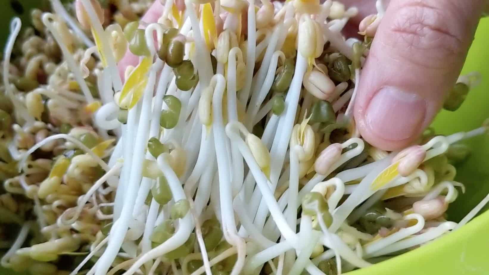 Homegrown mung bean sprouts