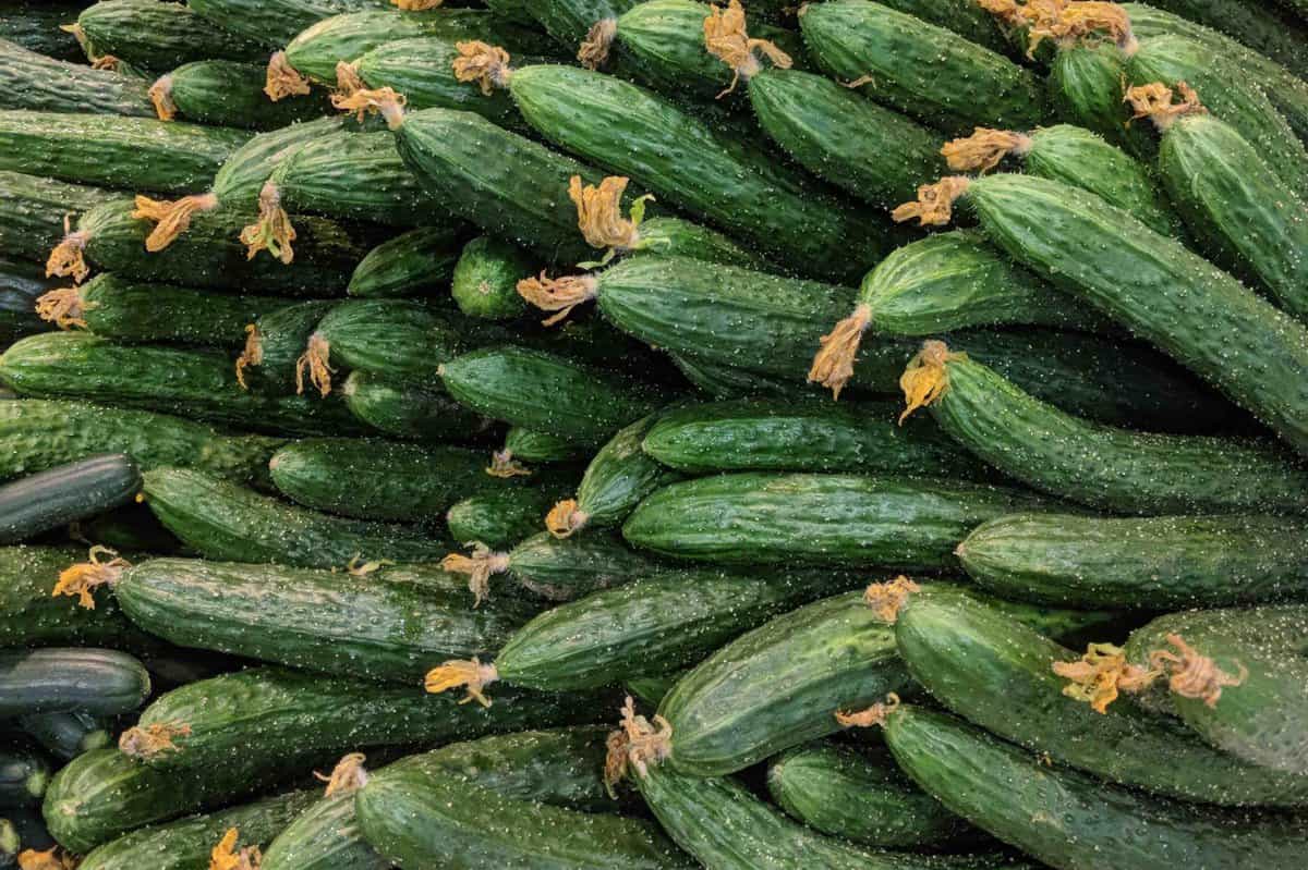 a big pile of cucumbers