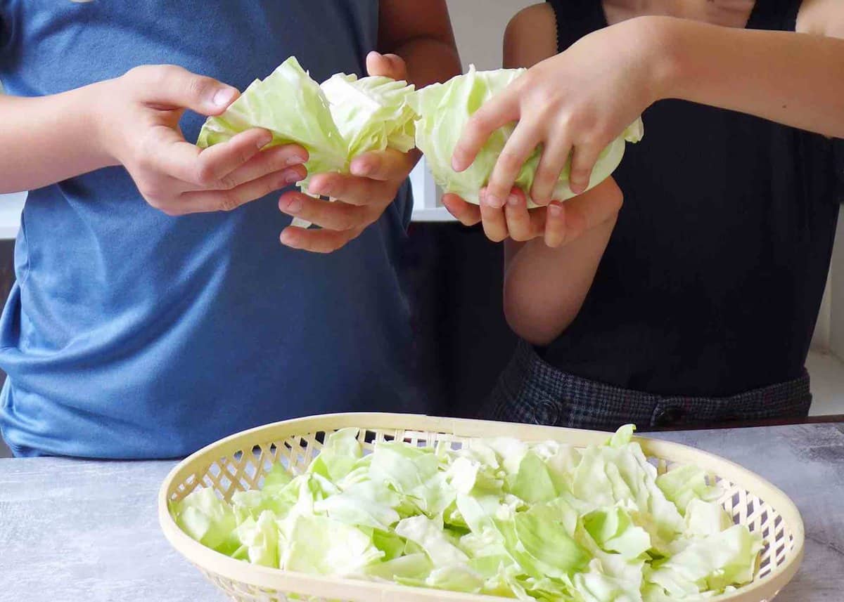 two pairs of hands tearing a head of cabbage.