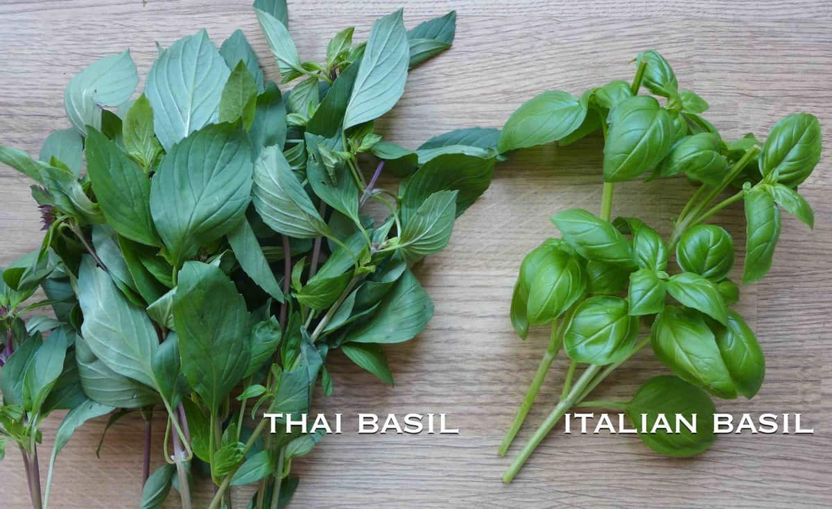 Thai and Italian basil leaves.
