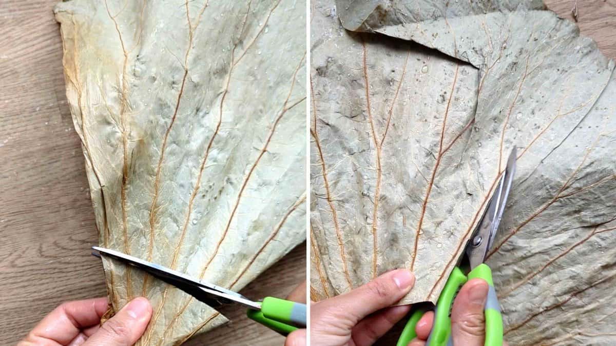 cutting a lotus leaf.